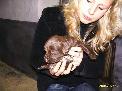 Field Trial spaniel Rocco - Jeg er altså ikke så fotogen endnu! billede 6