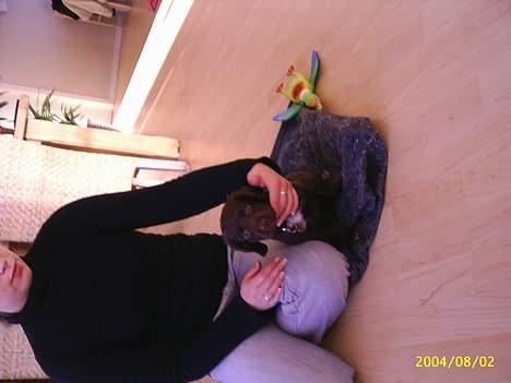 Field Trial spaniel Rocco - Jeg er så lille... billede 7