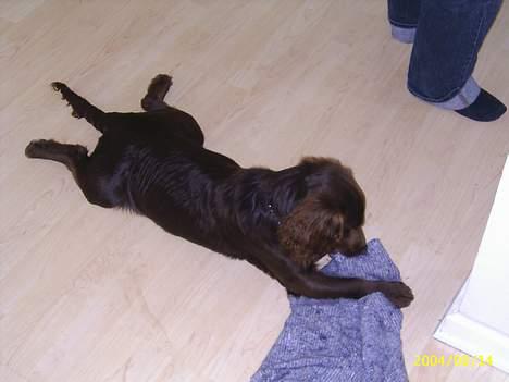 Field Trial spaniel Rocco - Det er bare min yndlingsstilling! Selvom mor synes det ser lidt dumt ud ;o) billede 8