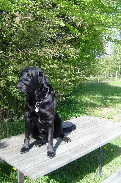 Labrador retriever Mille billede 17