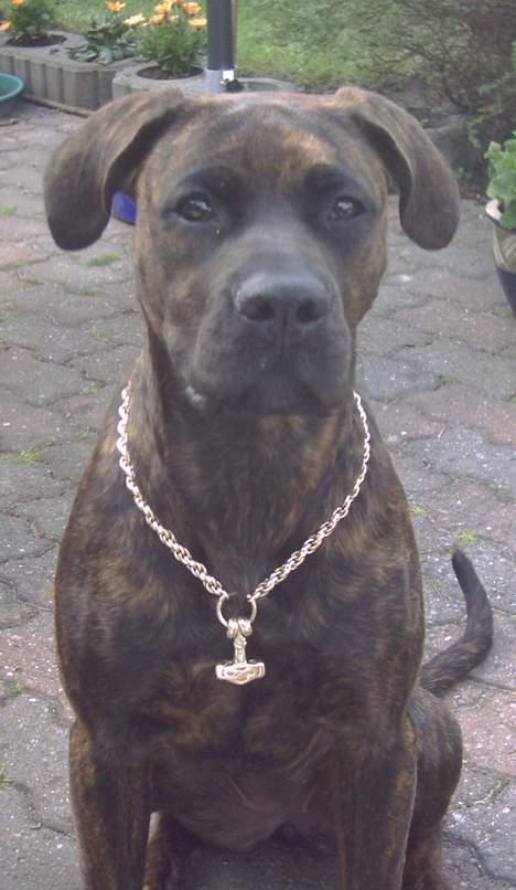 Amerikansk staffordshire terrier Jackie Brown R.I.P - Min guldhund Jackie billede 1