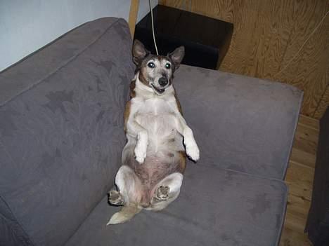 Glathåret foxterrier molly<3 (R.I.P) 28 dec billede 13