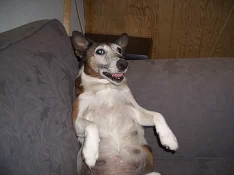 Glathåret foxterrier molly<3 (R.I.P) 28 dec billede 14