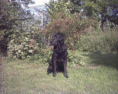 Labrador retriever Buddy - Hvad!!? Er der mad!? billede 5