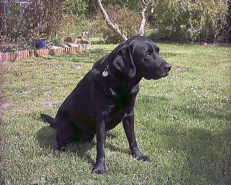 Labrador retriever Buddy - Mig i profil .... Når jeg sidder ned.. ligner jeg ikke bare en typisk labbe nu? billede 6