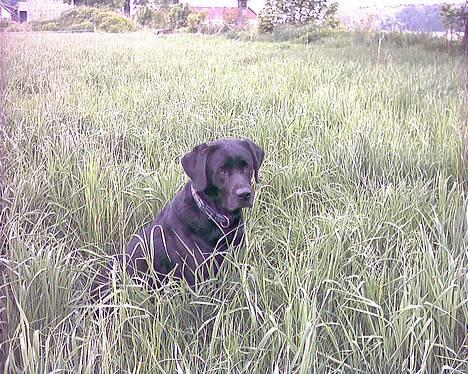 Labrador retriever Buddy - Hej med dig... billede 7