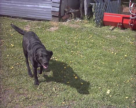 Labrador retriever Buddy - Galop lille vuffer =) billede 8