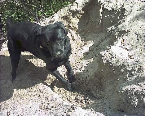 Labrador retriever Buddy - SAND!! billede 9