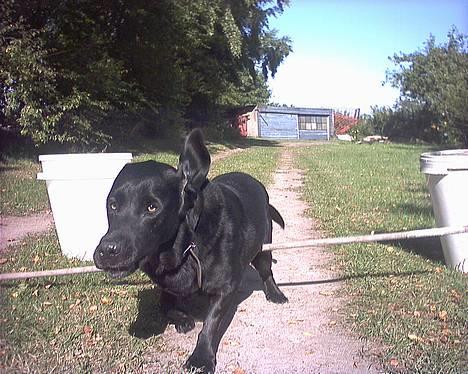 Labrador retriever Buddy - Det er altså meningen at man skal hoppe over, uden at rave pinden ned Buddsen... billede 10
