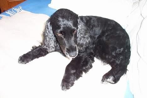 Blanding af racer Nicoline - Her ligger Nicoline oppe i en af sengne, den eneste hun må ligge i så må man jo hellere benyttedet :-D hun er lige kommet hjem fra at blive klippet billede 1