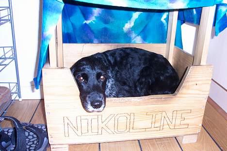 Blanding af racer Nicoline - her ligger Nicoline i sin kuv. Der går hun hen vær gang hun ikke hved hvad hun skl :-D er hun ikke sød.!! billede 2