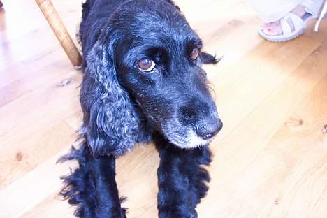 Blanding af racer Nicoline - Her ligger Nicoline og kigger på noget spændene :-D billede 3