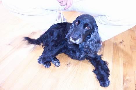 Blanding af racer Nicoline - Er hun ikke sød. Ligger med kryssede ben og det hele :-D billede 4