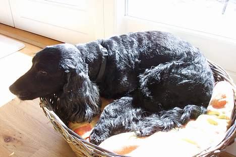 Blanding af racer Nicoline - Her ligger Nicoline i sin 3 kurv med udsigt ud over haven, SKØNT var Nicoline.  billede 5