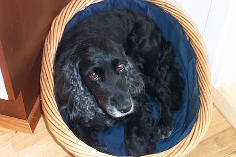 Blanding af racer Nicoline - Nicoline har tre kurve i hele huset det er rigtig godt var NICOLINE :-D billede 6