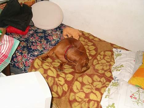 Gravhund Berta *R*I*P*  2007 billede 11