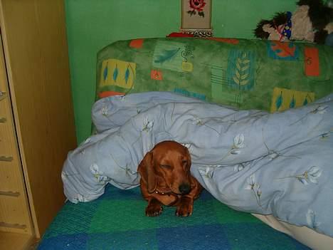 Gravhund Berta *R*I*P*  2007 billede 12