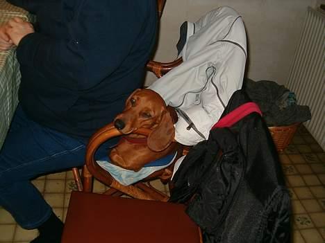 Gravhund Berta *R*I*P*  2007 billede 13