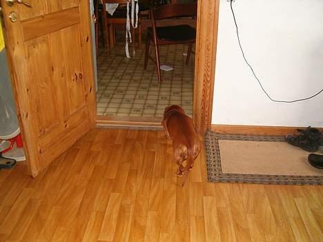 Gravhund Berta *R*I*P*  2007 billede 14