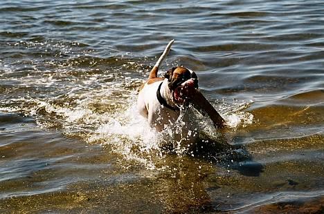 Amerikansk bulldog Zorro - Må jeg godt få pinden med hjem.... billede 16