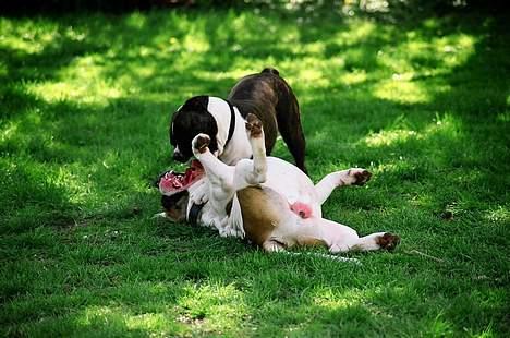 Amerikansk bulldog Zorro - Her tæver jeg min søster... Tror jeg nok..... billede 17