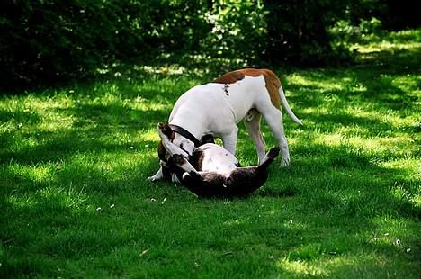 Amerikansk bulldog Zorro - HA nu er det mig der har magten!!!!!! billede 18