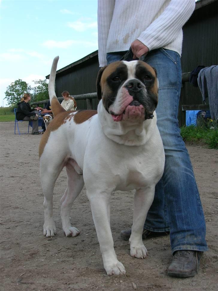 Amerikansk bulldog Zorro - her er jeg samen med mor til et show billede 19