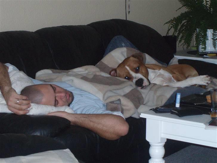 Amerikansk staffordshire terrier Armani A.K.A. "Sheriffen" - Ligger lige og putter hos far billede 4