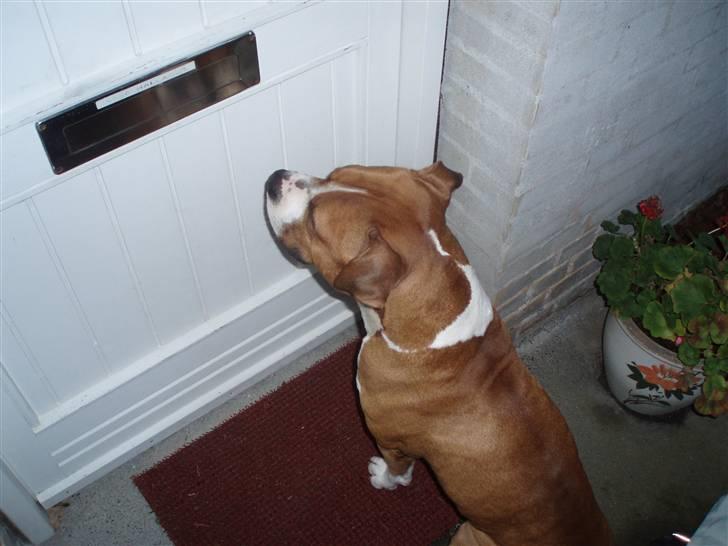 Amerikansk staffordshire terrier Armani A.K.A. "Sheriffen" - Kom nu olde åben døren billede 5