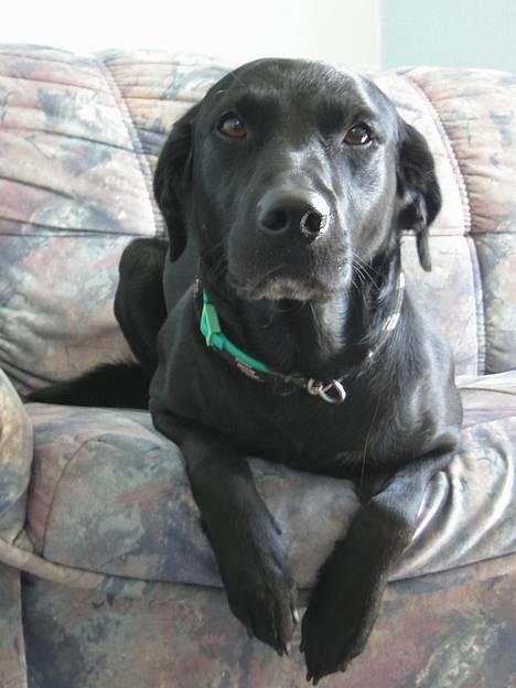 Labrador retriever Dundee billede 8