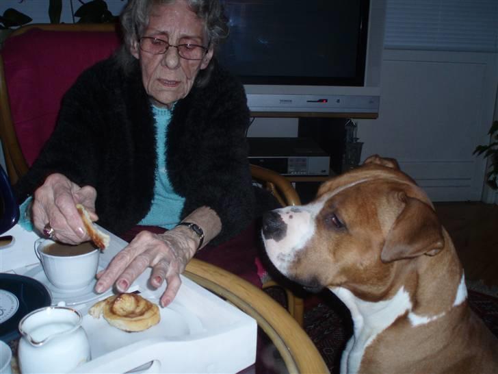 Amerikansk staffordshire terrier Armani A.K.A. "Sheriffen" - Er det til mig Olde? billede 6