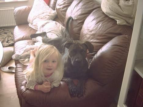 Amerikansk staffordshire terrier Jackie Brown R.I.P - Mine 2 børn..Emma & Jackie billede 3