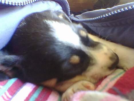 Blanding af racer milo - den bedste plads der findes ...inde i mors jakke *S* (5uger og 4dage) billede 14