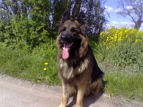 Schæferhund Bamse Heok´s Marko RIP - ud og gå tur *S* billede 14