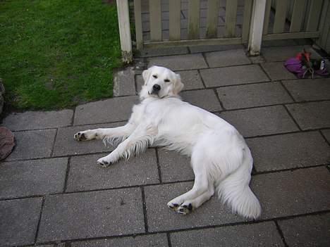 Golden retriever Viktor - Slapper lige af efter gåturen billede 13