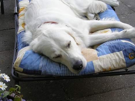 Golden retriever Viktor - Her sover jeg lige lidt udenfor på drømmesengen.....ZZZ billede 14