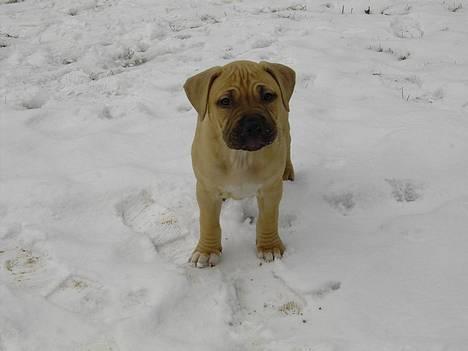 Amerikansk staffordshire terrier Malou Moniq - Malou i hendes første snevejr, kun 9-10 uger gammel billede 18