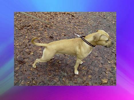 Amerikansk staffordshire terrier Malou Moniq billede 19