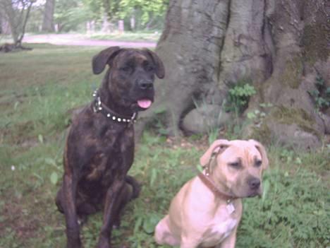 Amerikansk staffordshire terrier Malou Moniq - Malou Moniq & Jackie Brown billede 20