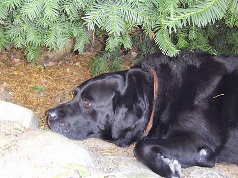 Labrador retriever Jensen billede 2