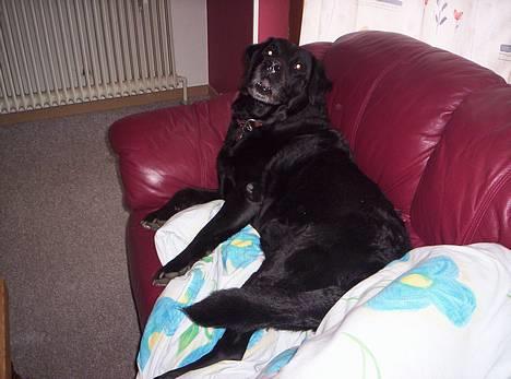 Labrador retriever Jensen - grr :) billede 3