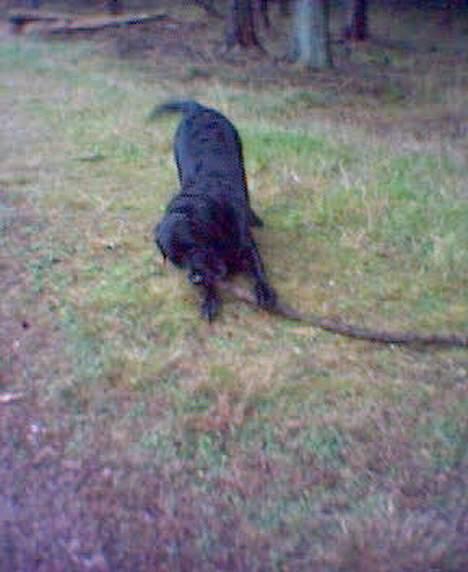 Labrador retriever Jensen billede 4