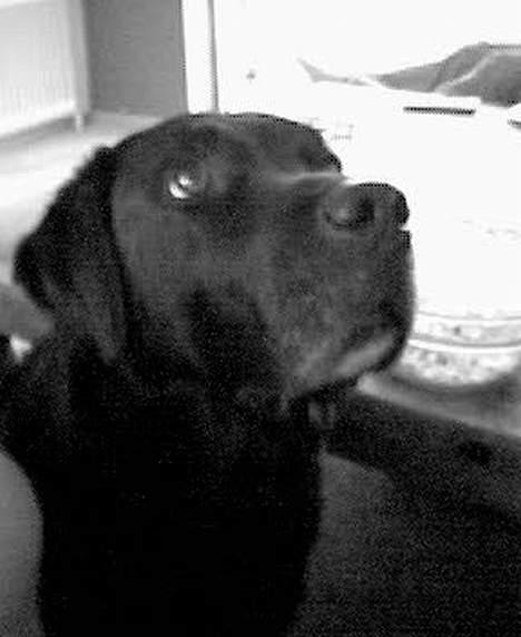 Labrador retriever Jensen billede 5