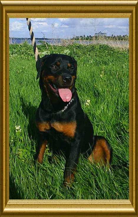 Rottweiler Vom Hause Fachmann´ Easy (RIP)  - Easy venter på hun skal igang med træningen billede 10