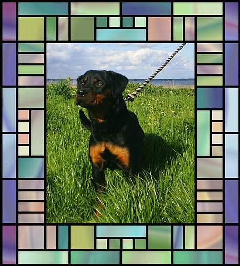 Rottweiler Vom Hause Fachmann´ Easy (RIP)  - Easy billede 11