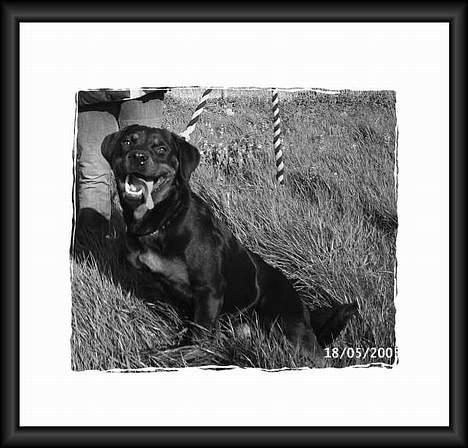 Rottweiler Vom Hause Fachmann´ Easy (RIP)  - Smukke Eay, gør sig også i sort/hvid *S* billede 12