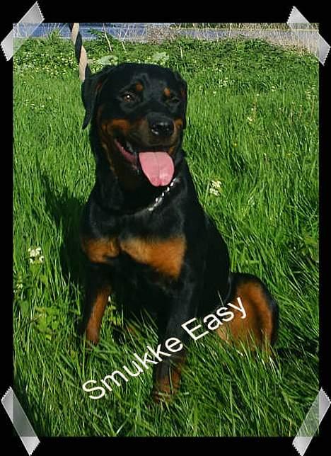 Rottweiler Vom Hause Fachmann´ Easy (RIP)  - Ja, Easy er ENDELIG ved at blive stor *SS* 11 mdr billede 13