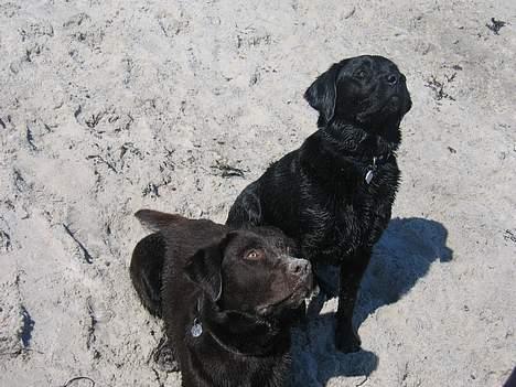 Labrador retriever Chicko - Her ses jeg sammen med min kammerat Benzon billede 11