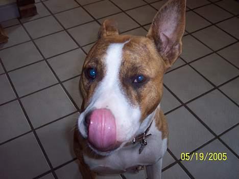 Amerikansk staffordshire terrier Bess - Her er jeg så billede 1