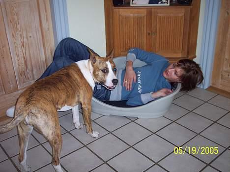 Amerikansk staffordshire terrier Bess - Hallo hvad sker der, Sofie er da ikke en hund..... billede 2